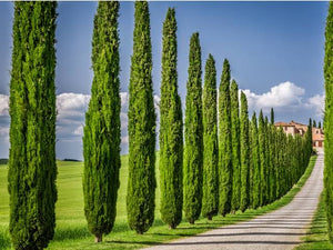 CUPRESSUS SEMPERVIRENS GRACILIS 2.5L