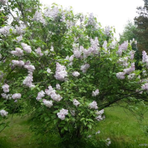 SYRINGA MADAME F MOREL 8.5L