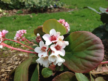 Load image into Gallery viewer, BERGENIA MARSHMALLOW 1.5L
