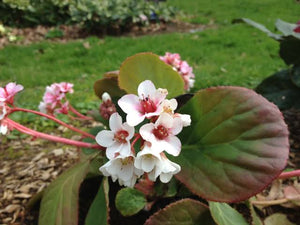 BERGENIA MARSHMALLOW 1.5L