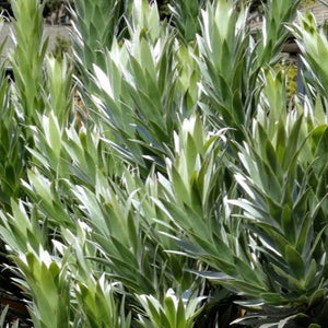 LEUCADENDRON ARGENTEUM 2.5L