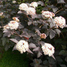 Load image into Gallery viewer, PHYSOCARPUS OPULIFOLIUS SHADY LADY 2.5L
