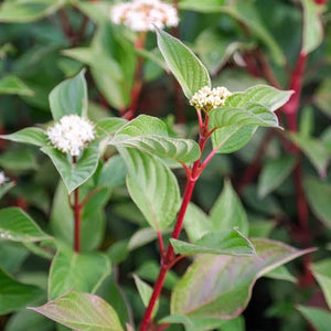 CORNUS ALBA SIBIRICA 4.7L