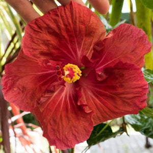 HIBISCUS FIJIAN VAKATUI