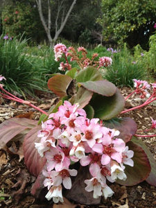 BERGENIA MARSHMALLOW 1.5L