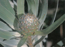 Load image into Gallery viewer, LEUCADENDRON ARGENTEUM 2.5L
