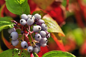 CORNUS ALBA SIBIRICA 4.7L