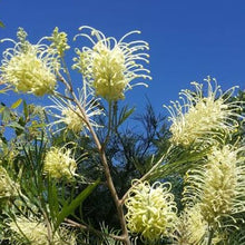 Load image into Gallery viewer, GREVILLEA MOONLIGHT 3.5L
