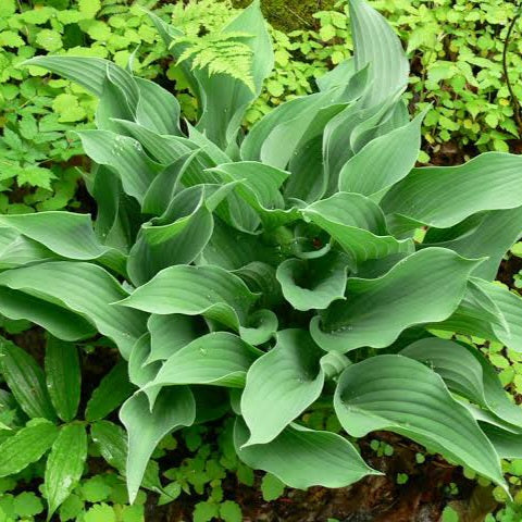 HOSTA SALUTE 2.0L