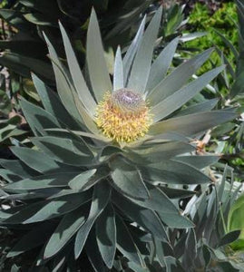 LEUCADENDRON ARGENTEUM 2.5L