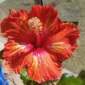 HIBISCUS HAWAIIAN LADY CILENTO