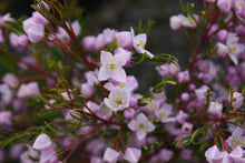 Load image into Gallery viewer, BORONIA PINNATA 2.5L
