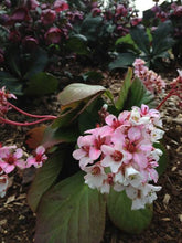 Load image into Gallery viewer, BERGENIA MARSHMALLOW 1.5L
