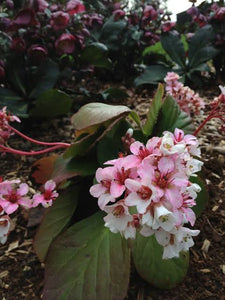 BERGENIA MARSHMALLOW 1.5L