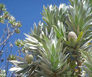 LEUCADENDRON ARGENTEUM 2.5L