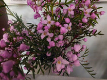 Load image into Gallery viewer, BORONIA PINNATA 2.5L
