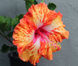 HIBISCUS HAWAIIAN LADY CILENTO