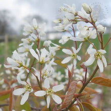 Load image into Gallery viewer, AMELANCHIER CANADENSIS 15.0L
