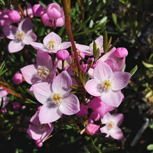 Load image into Gallery viewer, BORONIA PINNATA 2.5L
