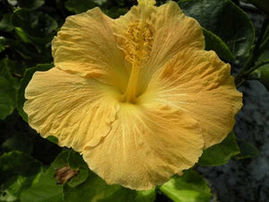 HIBISCUS FIJIAN FIJI GOLD