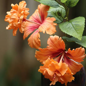 HIBISCUS FIJIAN EL CAPITOLO