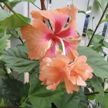 Load image into Gallery viewer, HIBISCUS FIJIAN EL CAPITOLO
