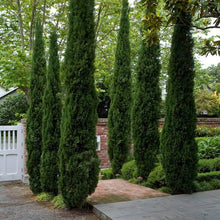 Load image into Gallery viewer, CUPRESSUS SEMPERVIRENS TOTEM 2.5L
