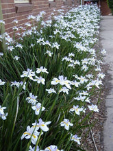 Load image into Gallery viewer, DIETES GRANDIFLORA FAIRY IRIS 2.5L
