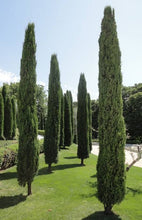 Load image into Gallery viewer, CUPRESSUS SEMPERVIRENS TOTEM 2.5L
