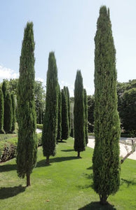 CUPRESSUS SEMPERVIRENS TOTEM 2.5L