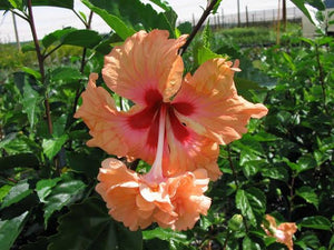 HIBISCUS FIJIAN EL CAPITOLO