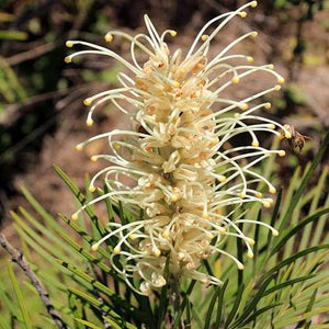 GREVILLEA MOONLIGHT 3.5L