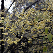 Load image into Gallery viewer, CHIMONANTHUS PRAECOX WINTERSWEET 6.0L
