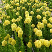 Load image into Gallery viewer, LEUCOSPERMUM HIGH GOLD 1.5L
