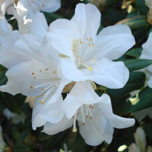 RHODODENDRON PRINCESS ALICE 6.0L