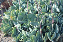 Load image into Gallery viewer, CRASSULA DUBIA 2.0L
