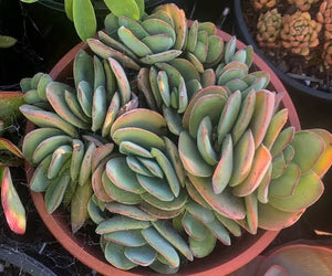 CRASSULA DUBIA 2.0L