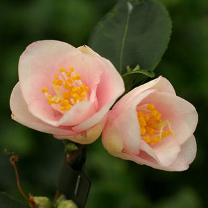 CAMELLIA SPECIES ROSEFLORA CASCADE 6.0L STANDARD 90CM