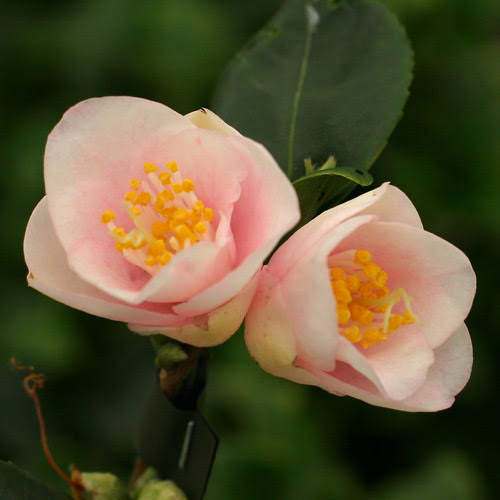 CAMELLIA SPECIES ROSEFLORA CASCADE 6.0L STANDARD 90CM