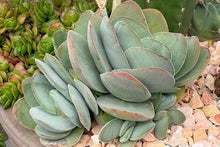 Load image into Gallery viewer, CRASSULA DUBIA 2.0L
