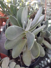 Load image into Gallery viewer, CRASSULA DUBIA 2.0L
