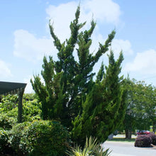 Load image into Gallery viewer, JUNIPERUS CHINENSIS KAIZUKA 6.0L
