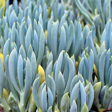 Load image into Gallery viewer, SENECIO MANDRALISCAE BLUE CHALKSTICKS 1.9L
