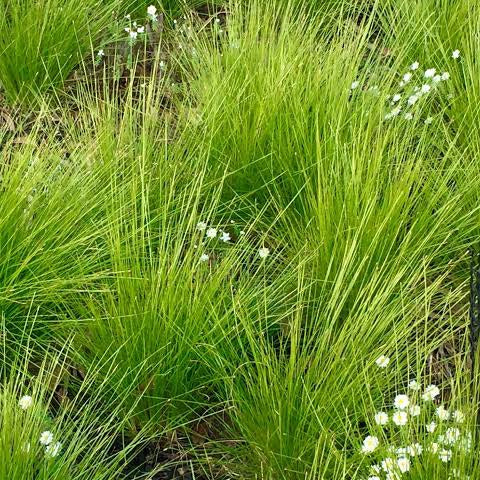 LOMANDRA LIME WAVE 2.0L