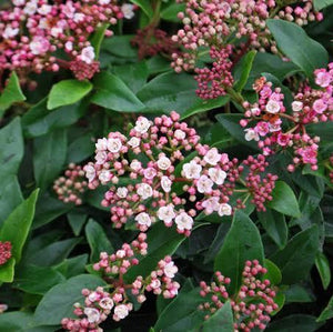 VIBURNUM TINUS EVE PRICE 2.6L