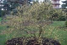 Load image into Gallery viewer, CHIMONANTHUS PRAECOX WINTERSWEET 6.0L
