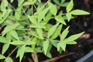 NANDINA HARBOUR DWARF 4.0L