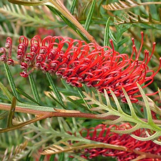 GREVILLEA ROBIN HOOD 3.5L