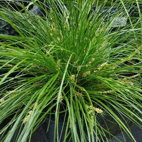 LOMANDRA MISTY GREEN PB5