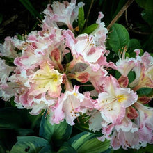 Load image into Gallery viewer, AZALEA DECIDUOUS SWEET INSPIRATION 8.0L
